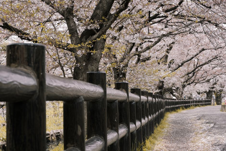 Parc Kema Sakurajima et ses cerisiers (saison printemps)