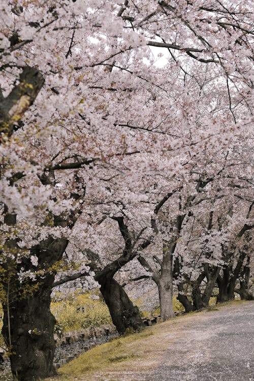 Imagine de stoc gratuită din anotimp, arbori, arc