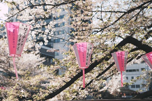 Cherry Blossoms and Hanging Lanterns