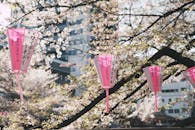 春天，东京公园里樱花映衬着粉色灯笼