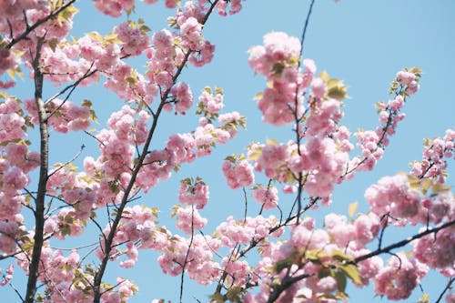 Free Close-up of Cherry Blossoms Stock Photo