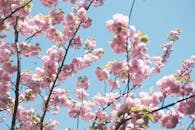 东京晴朗的蓝天下，美丽的樱花盛开，花瓣粉红