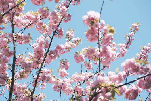 Beautiful cherry blossoms with pink petals in full bloom against a clear blue sky in Tokyo.