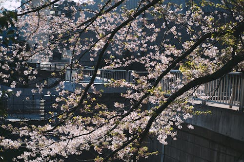 Cherry Blossom in Bloom