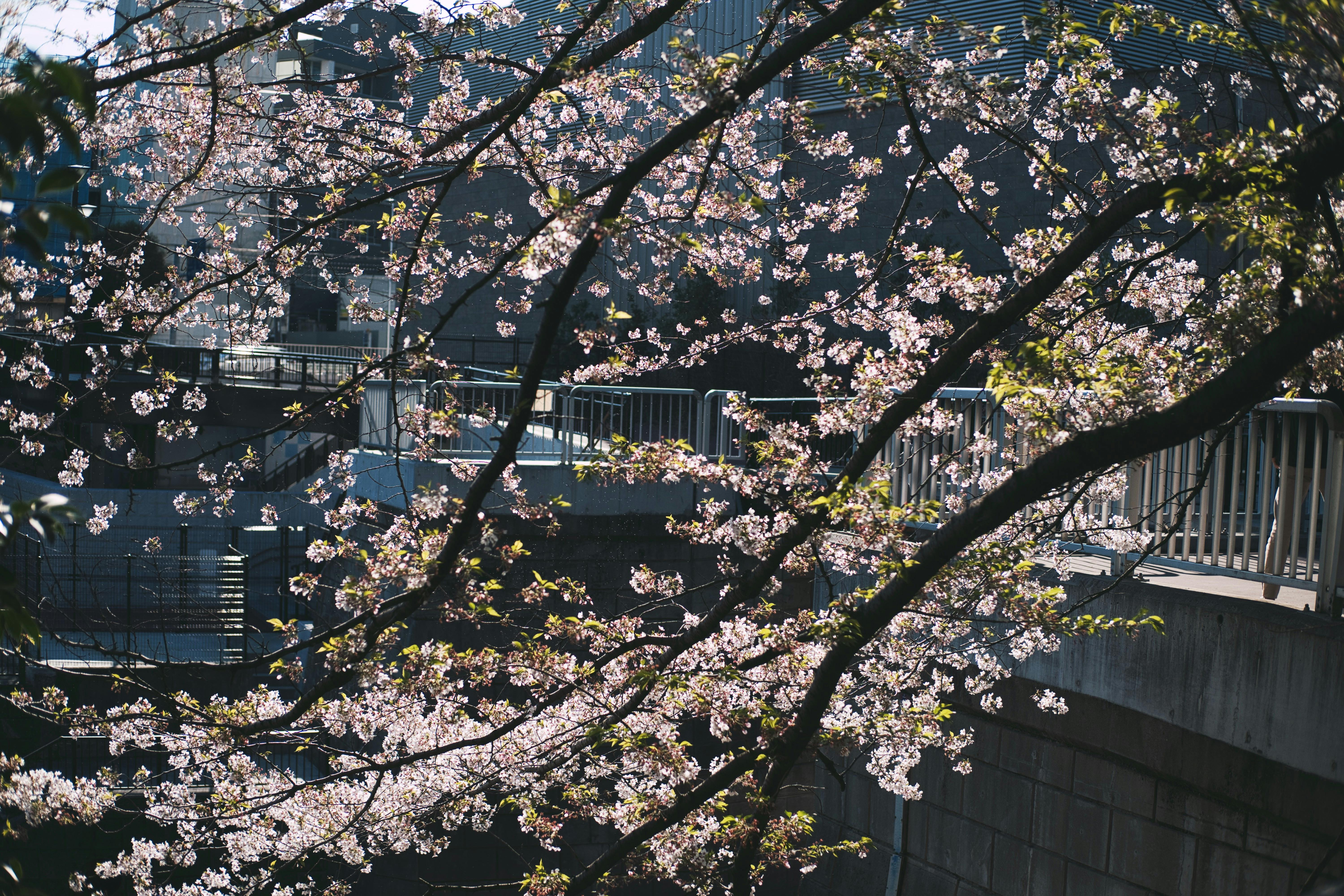 Paling populer 16 Wallpaper Daun  Bunga Sakura  Richa 