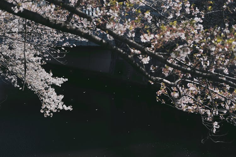 Cherry Blossom Near River