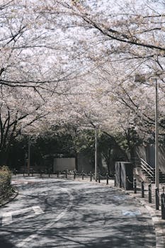 东京一条安静的街道上，盛开的樱花捕捉到了春天的精髓