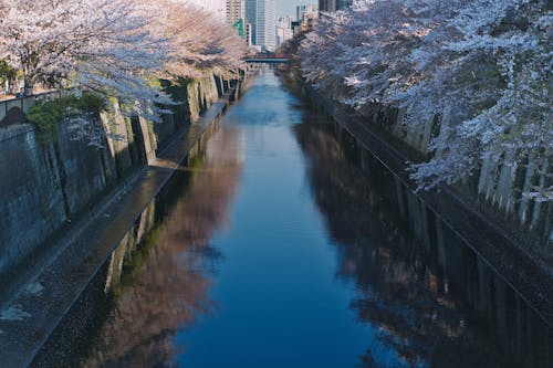 River and Cherry Blossoms