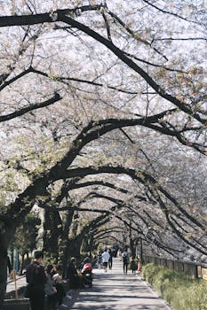 春天，人们在东京的一个公园里，漫步于樱花树下