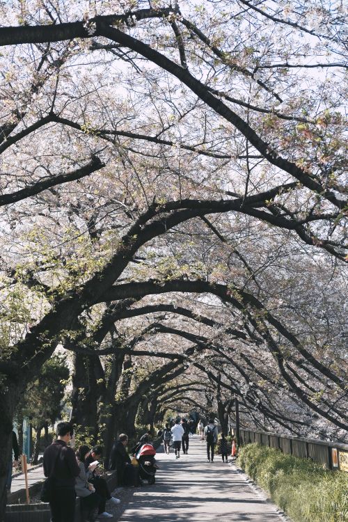 Free People walk under cherry blossoms in a park in Tokyo, Japan during spring. Stock Photo