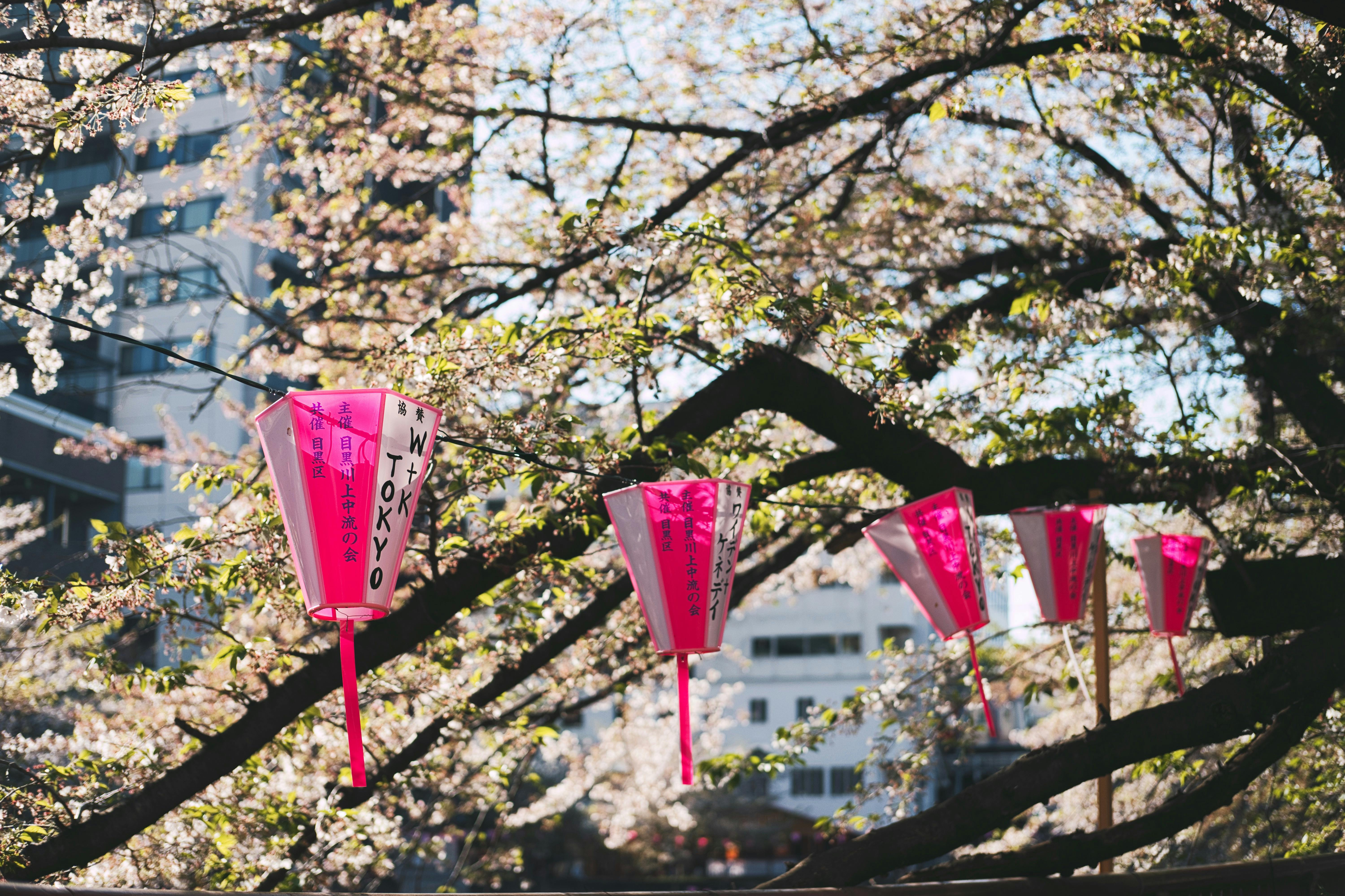 pink and white hanging lanterns near cherry blossom