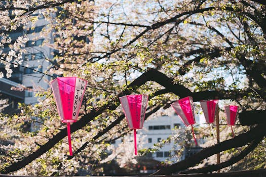东京公园的樱花间，悬挂着鲜艳的粉色灯笼