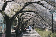 东京樱花盛开，一条风景优美的人行道上，人们熙熙攘攘，享受着大自然