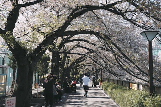 东京樱花盛开，一条风景优美的人行道上，人们熙熙攘攘，享受着大自然