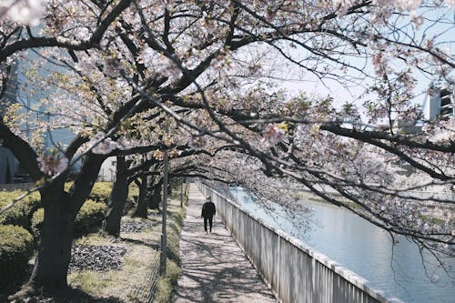 Fotobanka s bezplatnými fotkami na tému čerešňový kvet, chodník, chôdza