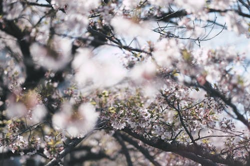 Foto De Primer Plano De Los Cerezos En Flor