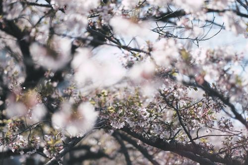 Free Beautiful cherry blossoms in full bloom in Tokyo, Japan during springtime. Stock Photo