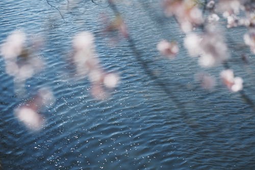 Bir Gölün Yakınındaki Odaklanmayan Kiraz çiçeği