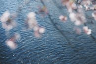 东京的水面上，樱花倒影朦胧，春意盎然