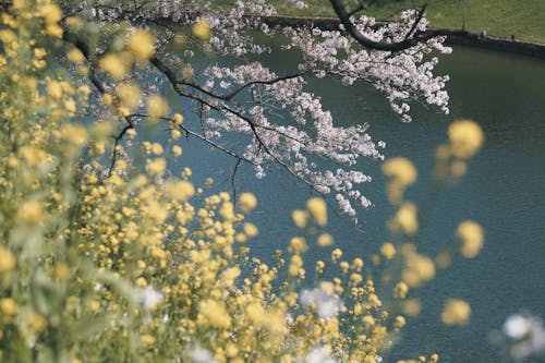 黄色い花びらの花のクローズアップ