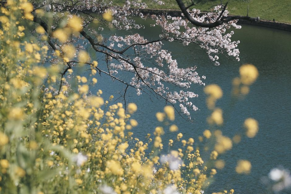 東京の湖のそばで咲く桜と黄色い花が、穏やかな春の風景を捉えています。