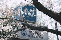 东京武桥站标志周围樱花盛开