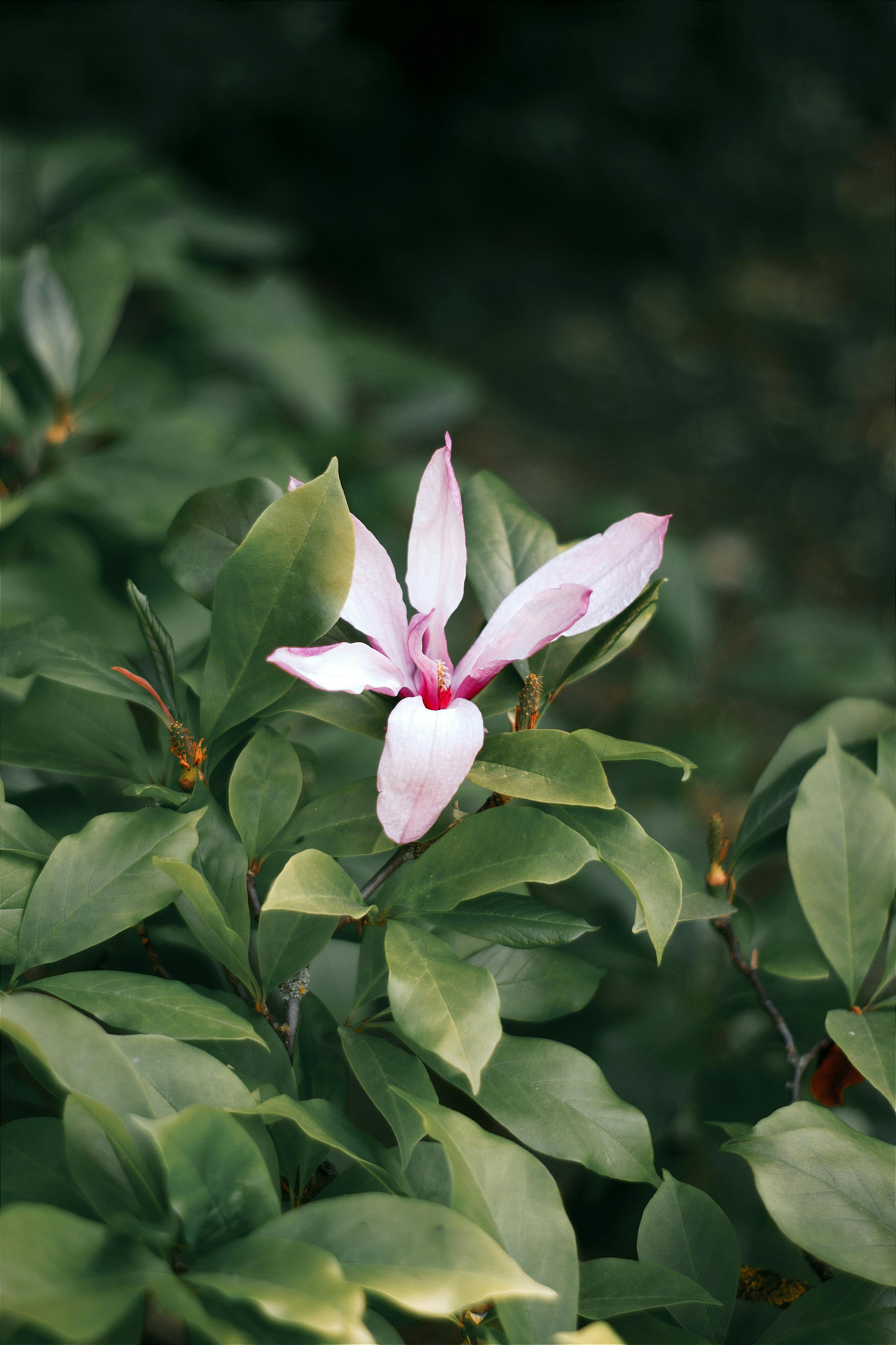 A stunning magnolia flower in full bloom amidst lush green foliage, captured outdoors.