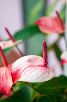 Detailed view of colorful Anthurium flowers with prominent spadix and lush green leaves.