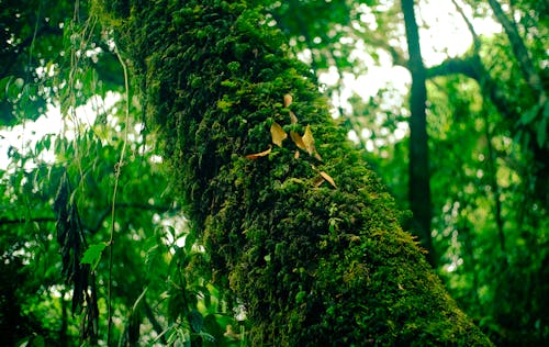 Бесплатное стоковое фото с дикое растение, зелень, опушка леса