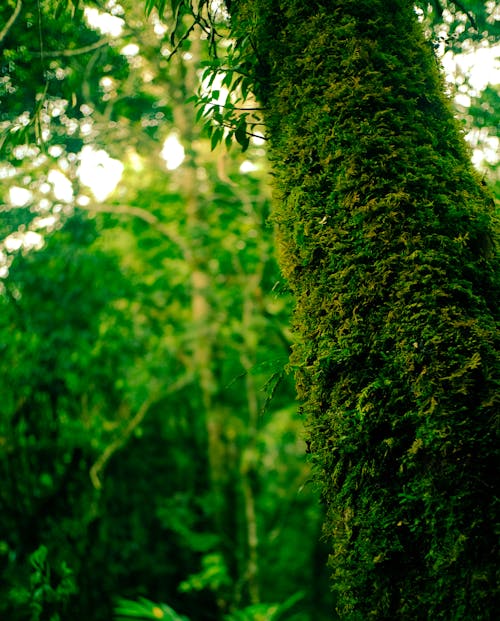 森林的邊緣, 橫截面, 綠化 的 免費圖庫相片