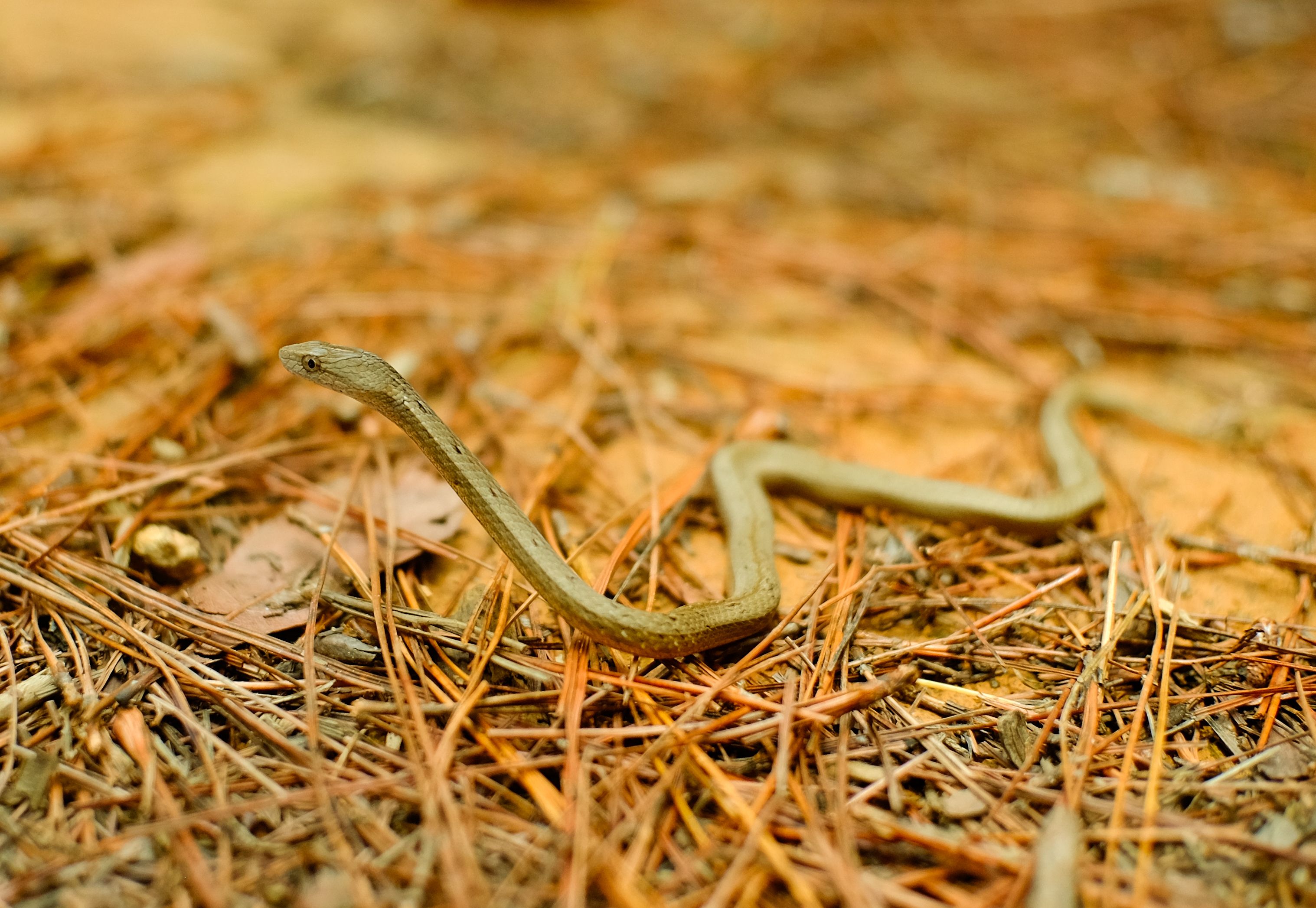 A close-up image of a small snake on a forest floor with pine needles, showcasing wildlife in nature.