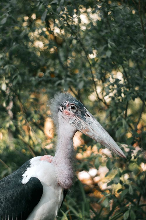 Free Detailed close-up of an African marabou stork against lush greenery in Hungary. Stock Photo