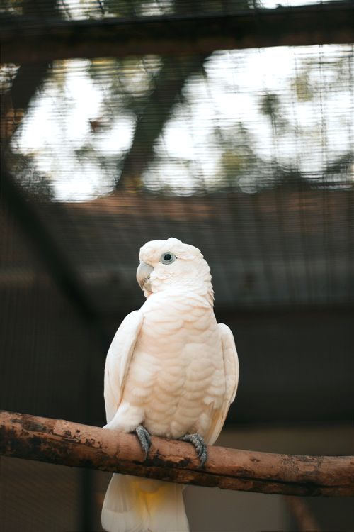 Free Close-up of a Tanimbar Corella parrot perched in a cage in Hungary. Stock Photo