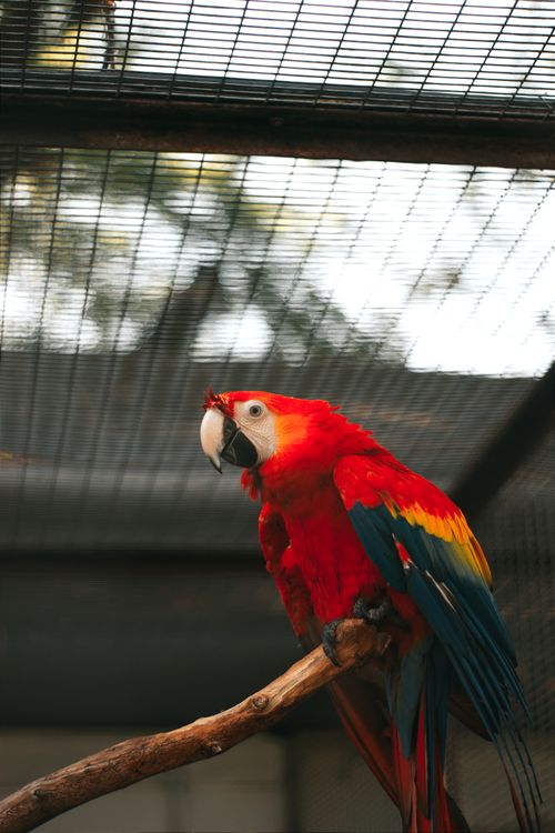 Free Bright scarlet macaw perching in a cage, showcasing its vibrant colors and natural beauty. Stock Photo