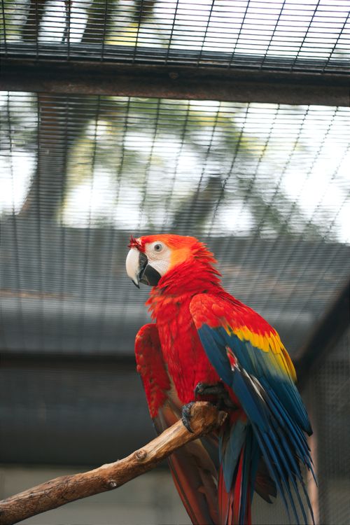 Free Vibrant scarlet macaw sitting on a branch inside an aviary with natural light. Stock Photo