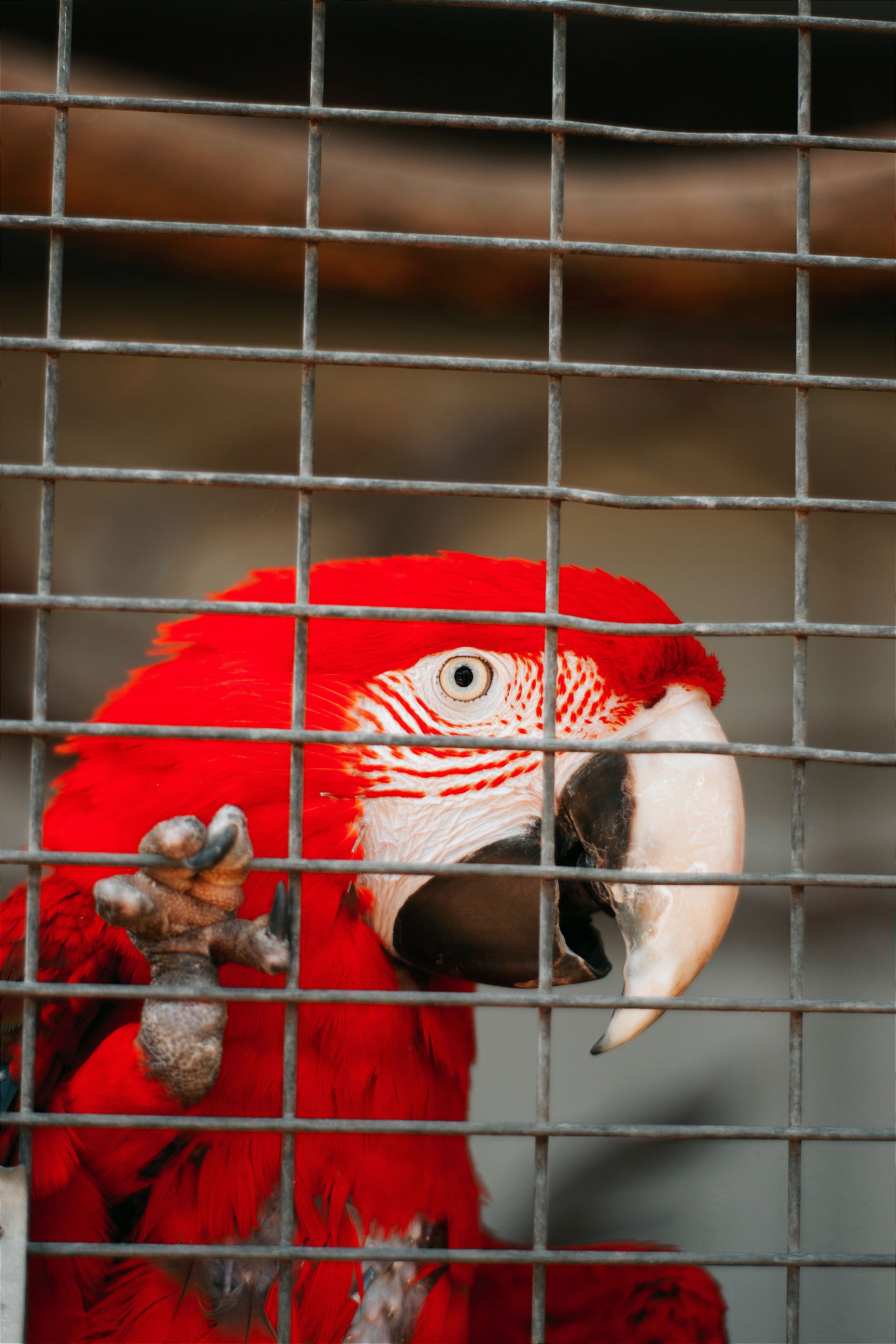 Curated visual reference: Macaw Parrot In Cage Photo Inspiration