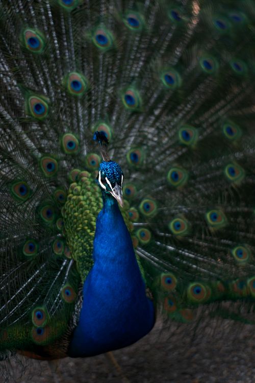 Free Stunning image of a peacock with its magnificent feathers fully fanned out in nature. Stock Photo