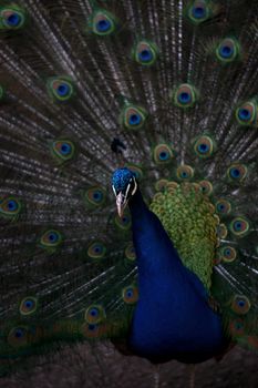 peacock photo