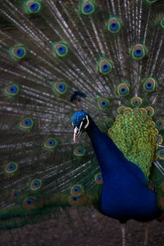 peacock photo