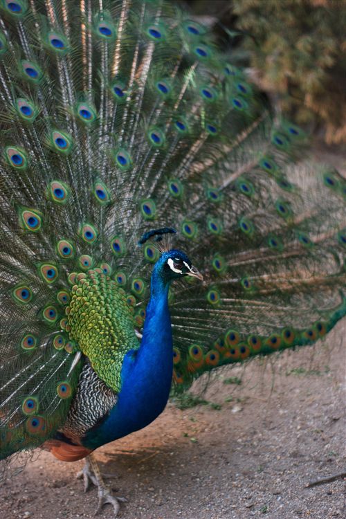 Free Stunning peacock showcasing its colorful plumage in Hungary's outdoors. Stock Photo