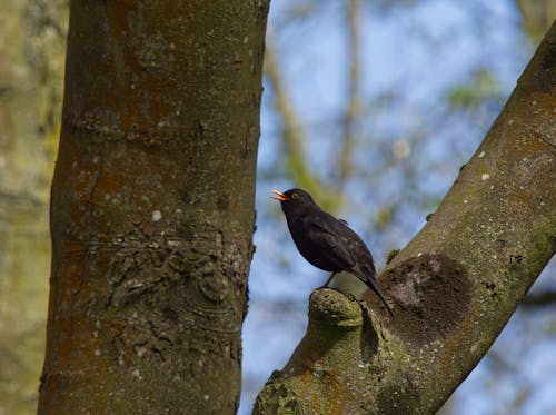 Blackbird singing in the trees.