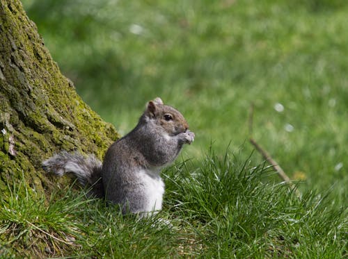 Grey squirrel enjoying a snack.