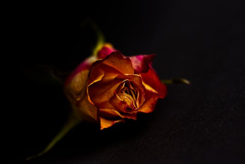 Free Rose Flower Stock Photo