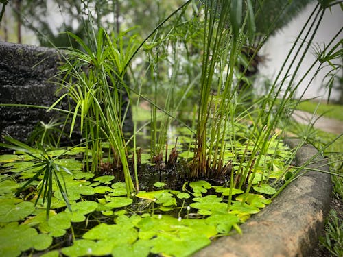 Water flowers