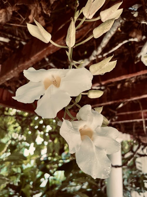 Fotos de stock gratuitas de hermosa flor