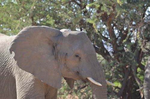 Imagine de stoc gratuită din african elefant, animal, arbore