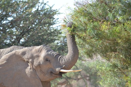 elephant photo