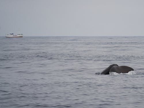 Foto stok gratis fenomena berlayar ekor, keindahan hitam dan putih, keluarga lumba-lumba
