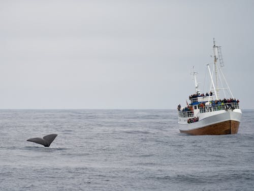 가까운 만남, 고래 구경, 고래 사파리의 무료 스톡 사진