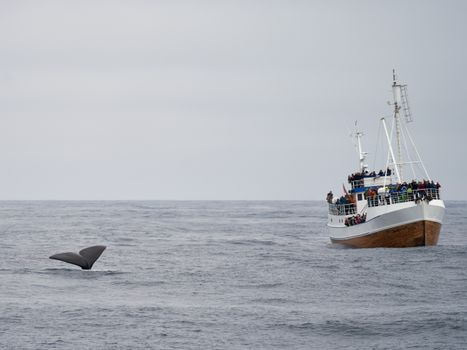 whale photo
